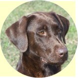 cocoa
