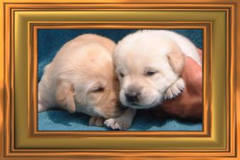 Two pups