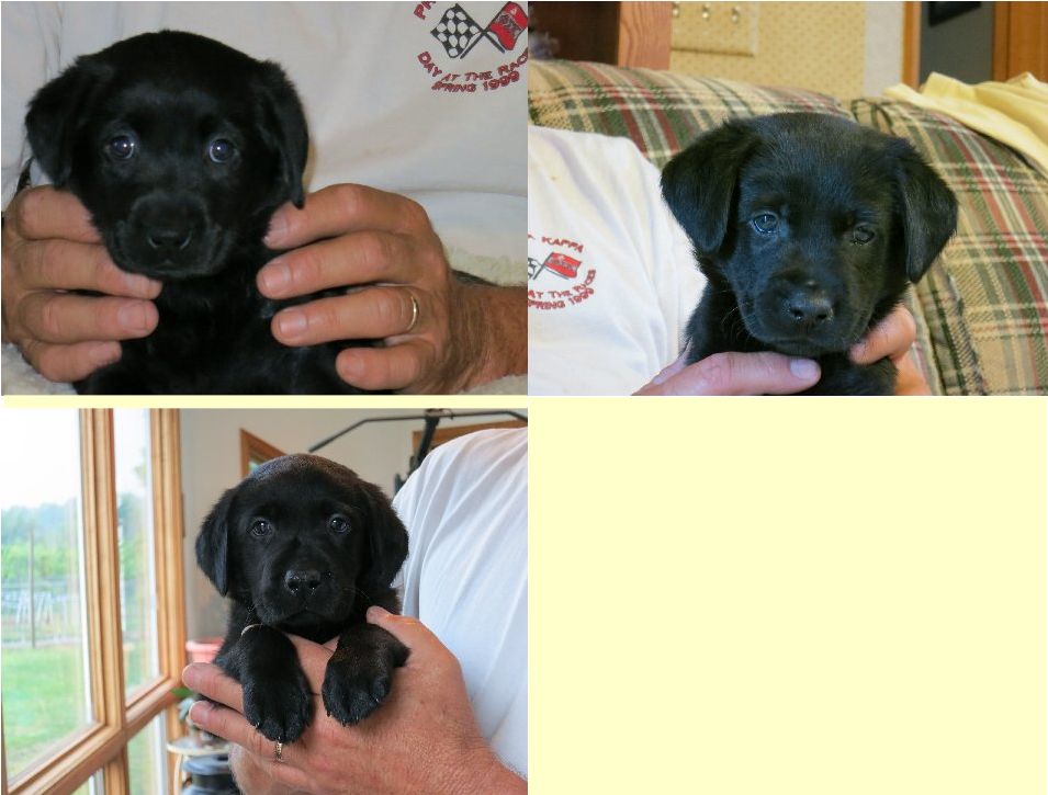 Visit Paradise Kennels