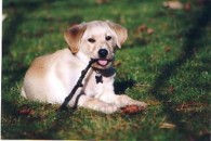 See our pups